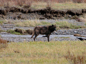River~Alpha Male