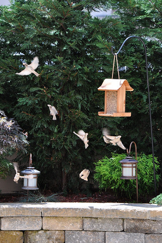 BirdsReallyFoundit