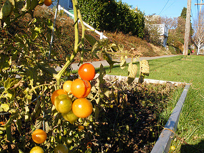 Autumnal tomatoes