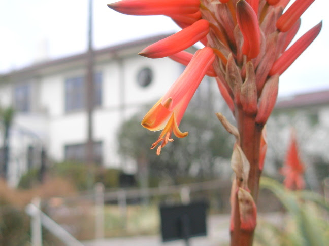 アロエ花散歩