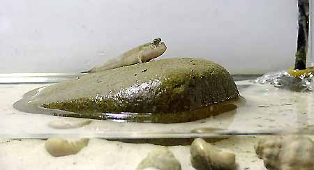 アクアリストのための マッドスキッパー飼育方法