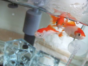 浮いたまま寝ている ひねもすのたりのたりのたり
