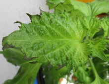 水耕栽培の大葉 シソ の葉のフチが黒くなってきた 原因と対策 つれづれ育児日記