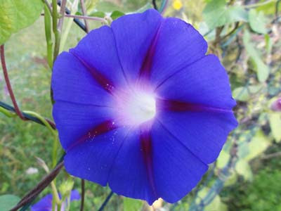 青からピンクに変化する朝顔の花 Germany Today