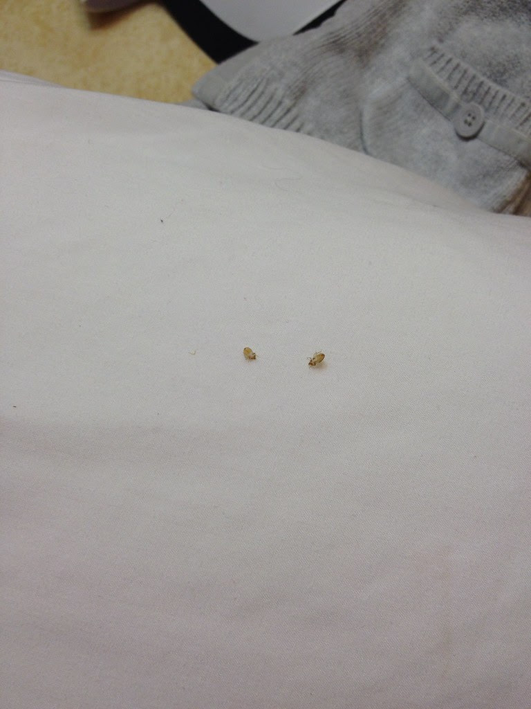 Bed Bug Cast Skins? [a: shed skins of bed bug or closely related ...