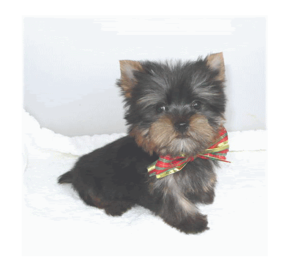 ヨークシャテリア専門犬舎 可愛い仔犬の部屋