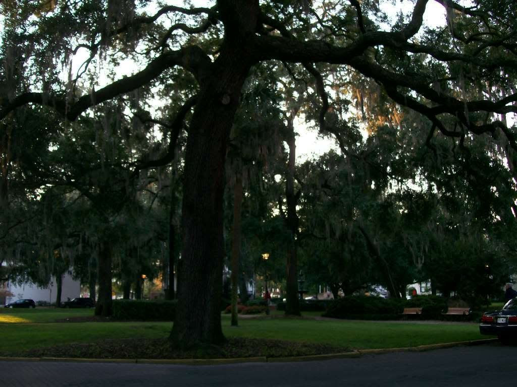 Because you simply can't have enough live oak -- click to see larger image