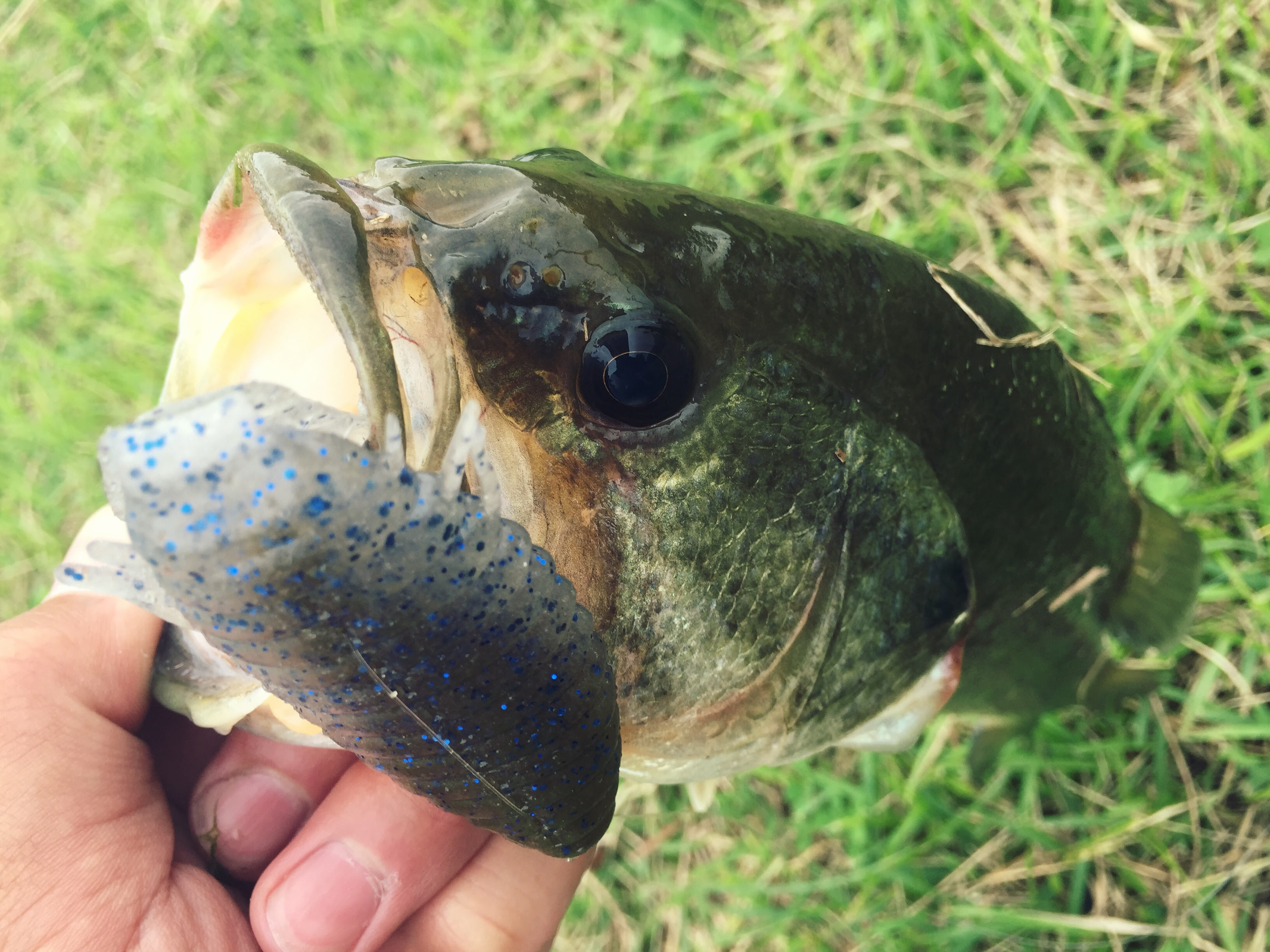 釣れるワームのカラーとは 私がオススメする２色はこれだ 初心者向けバス釣り入門 Bassers High