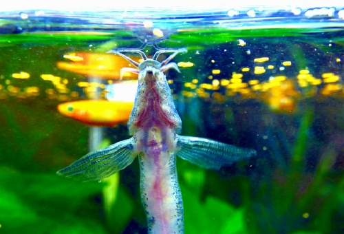 ドジョウと金魚の混泳について 餌は ドジョウを食べることはある 熱帯魚 淡水魚 海水魚の図鑑