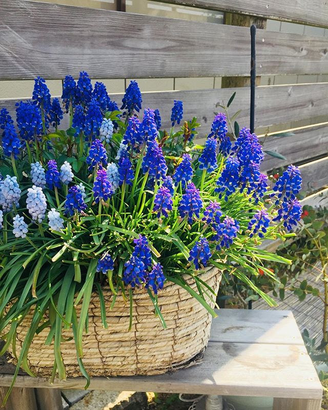 ムスカリぎゅぎゅっと ムスカリの寄せ植え バスケットに春の寄せ植え ミニバラとムスカリの寄せ植え 寄せて植えてから三年目の春 育てやすい春の 寄せ植え 春色 Muscari メデルガーデン 光葉園 滋賀 東近江 造園 エクステリア メデルガーデン