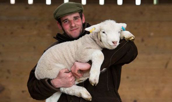 Bayi domba raksasa diberi nama Lambo bersama peternak John Grigg yang ikut membantu persalinan induknya.