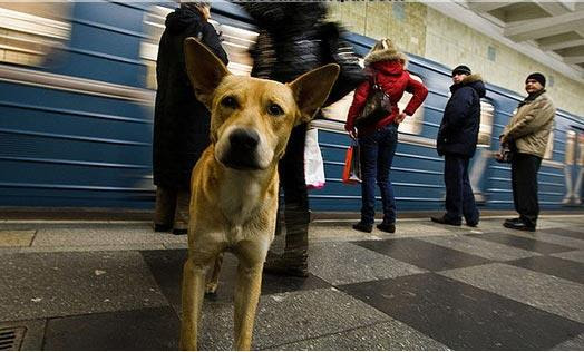During the day they take the subway, back to the outskirts at sleep