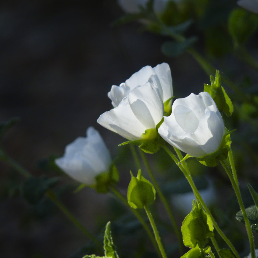 Flores