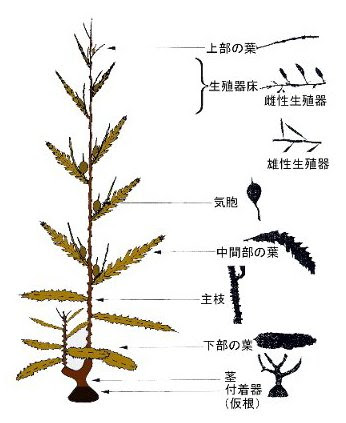 季報第号 ホンダワラの種苗生産と海面養殖