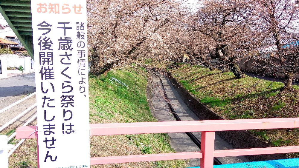 足利公園で夜桜イベントが本日から始まったから下見がてら昼間に行ってみたが ハイジンネット