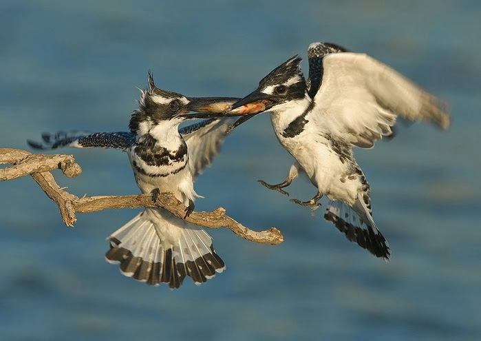 Bird_42 (700x495, 172Kb)
