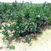 Ready to harvest... blueberries not grapes
