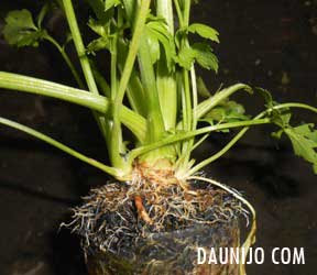 Cara Menanam Seledri dari Split Batang Anakan Daun Ijo Cara Menanam Seledri dari Split Batang Anakan Daun Ijo