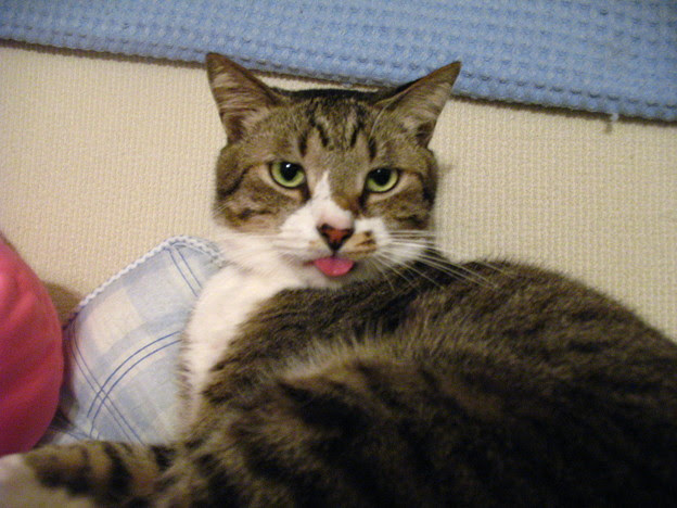舌出し猫 写真共有サイト フォト蔵