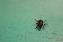クワガタ に似た気になる虫 かみかわ通信ブログ
