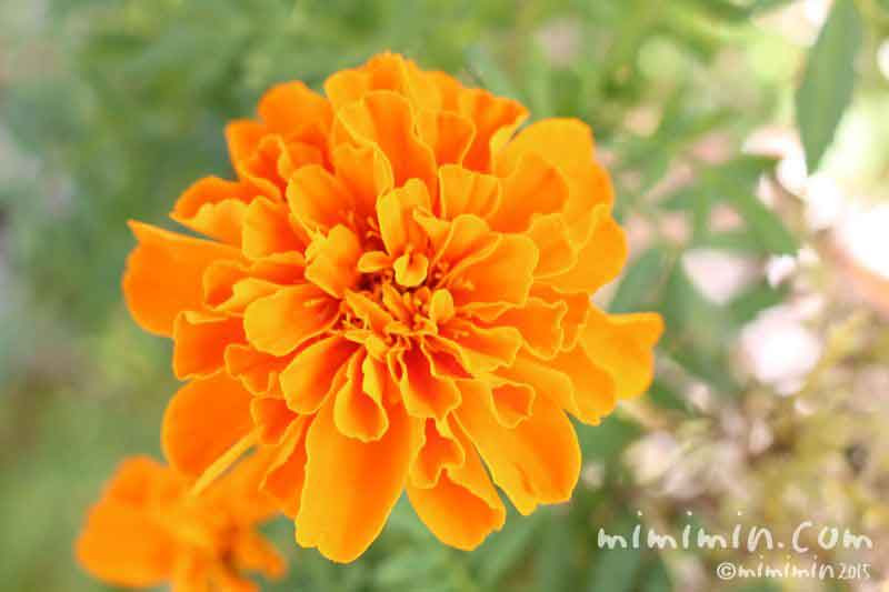 マリーゴールドの花言葉 名前の由来 オレンジ色のマリーゴールドの写真 みみみんブログ