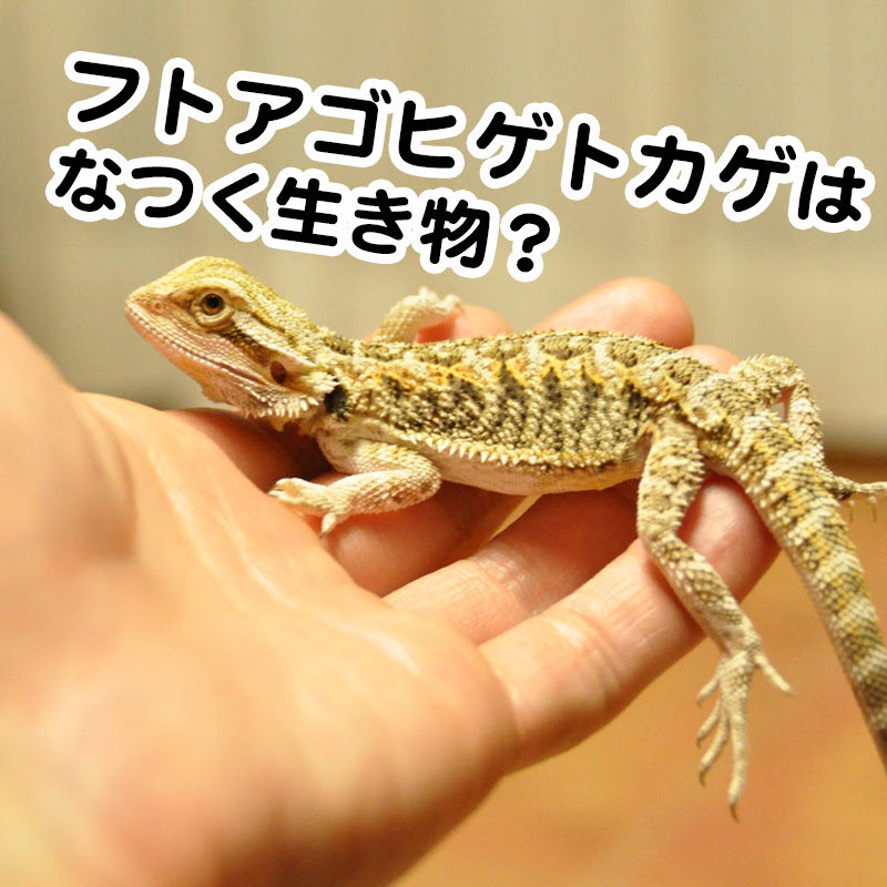 フトアゴヒゲトカゲはなつく生き物 飼育時のポイントや注意点を紹介