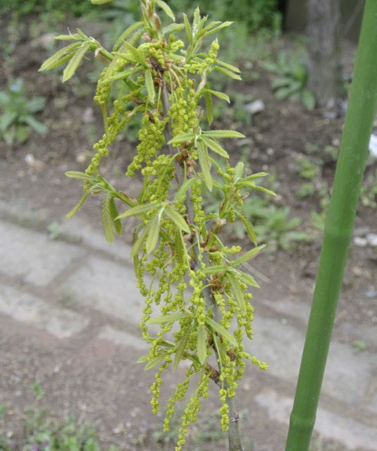どんぐりの花 楽しむ夢の庭 2