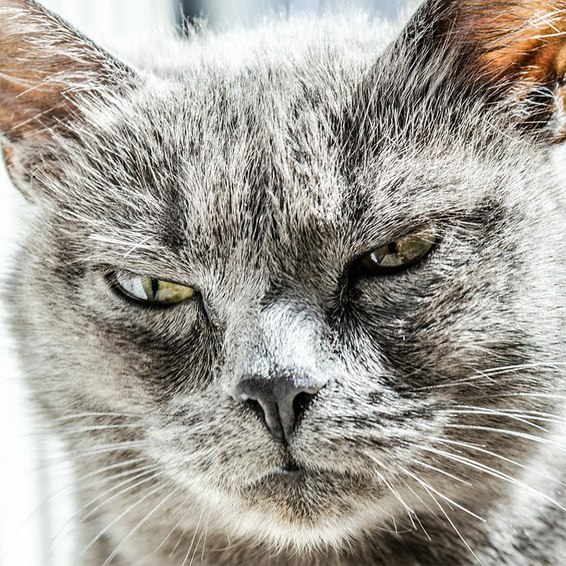 猫が うーっ と唸るのはなぜ 威嚇 恐怖 病気の可能性も 猫の総合情報サイト ペットスマイルニュースforネコちゃん