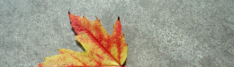 Image for 6 Ways To Celebrate Mabon, The Pagan Equinox