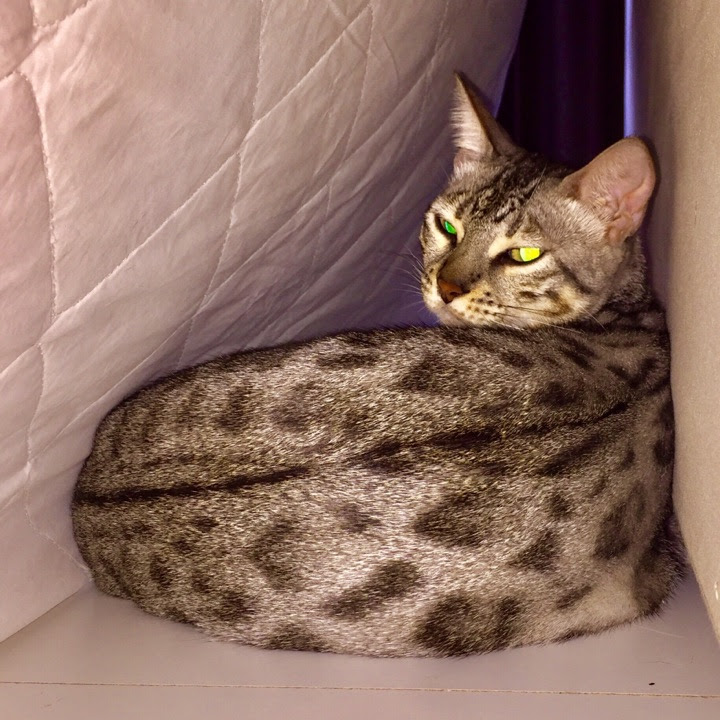 猫の後ろ姿画像26選 なぜか惹かれる 猫の後ろ姿の3つの魅力とは
