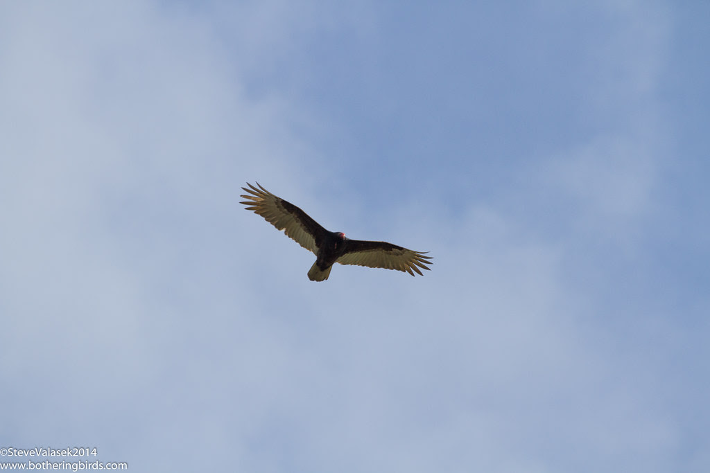 Turkey Vulture