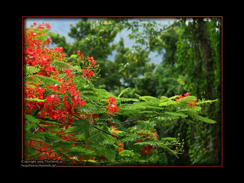 タイの壁紙コーナー Wallpapers Of Thailand タイ王国 Thaismile Jp タイ国情報 タイ語とフォトギャラリー タイスマイル