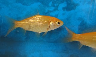 金魚のオスとメスの見分け方は