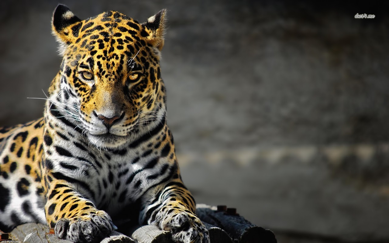 Jaguar Wallpapers Awesome Jaguar Backgrounds 29227