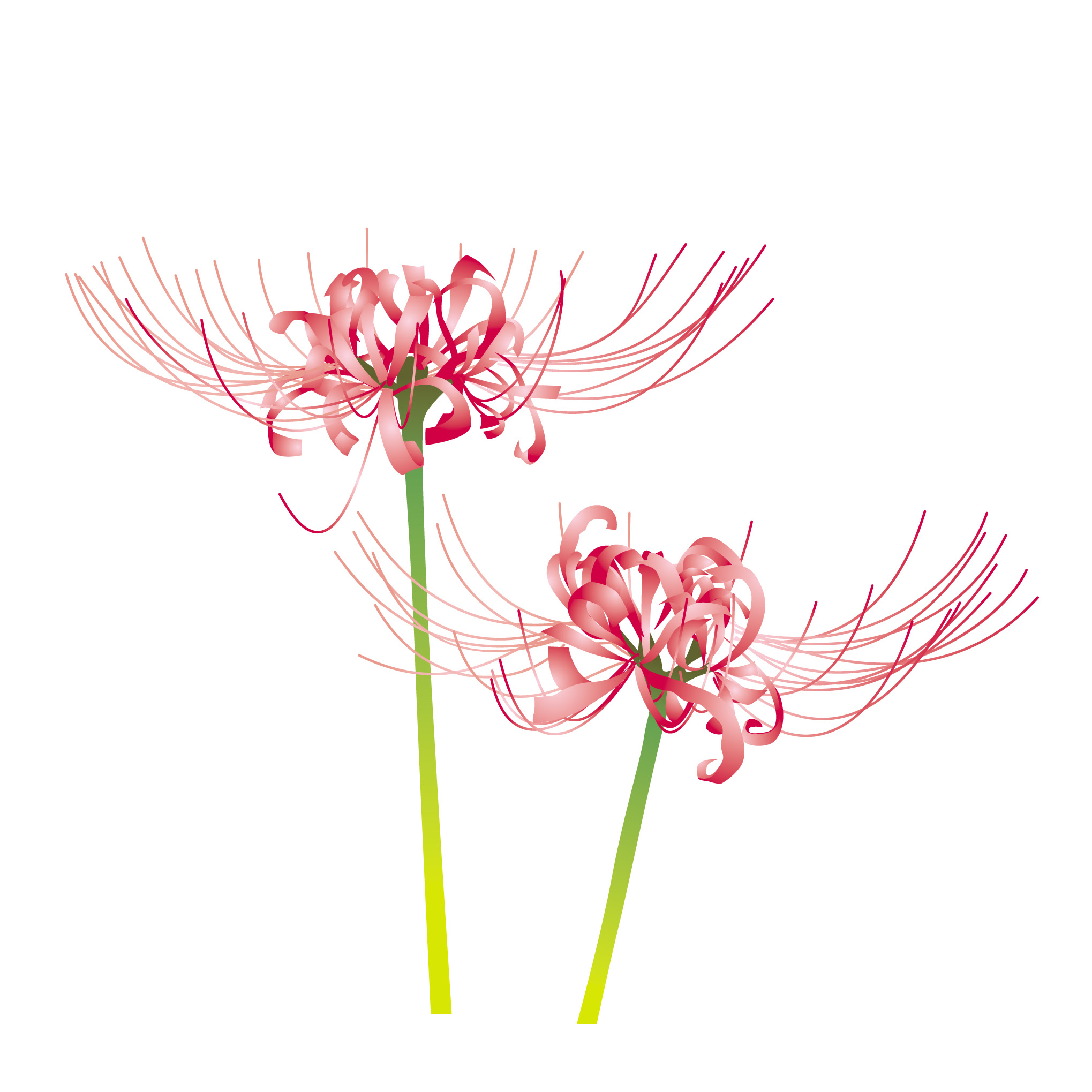 画像をダウンロード 9月の花 無料イラスト ただ素晴らしい花