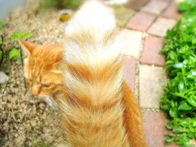しっぽが長い猫を飼いたい どんな猫種がオススメ 猫の総合情報サイト ペットスマイルニュースforネコちゃん