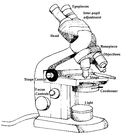 Free Microscope Drawing, Download Free Microscope Drawing png ...