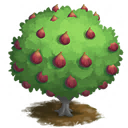 Fig Tree