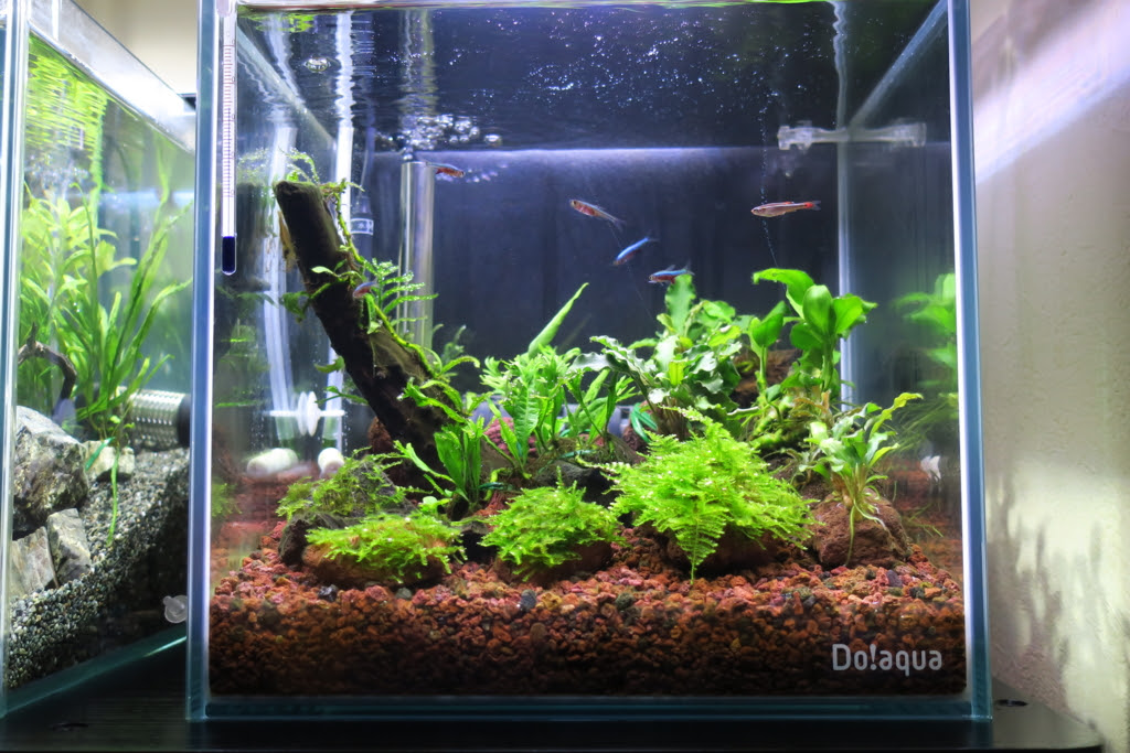 25キューブ 右 水草 アクア Blog