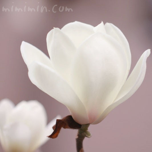 ハクモクレン 白木蓮 花の写真 花言葉 みみみんブログ