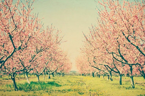 Nature photography Cherry blossom orchard: Vintage spring 8x12 Fine ...