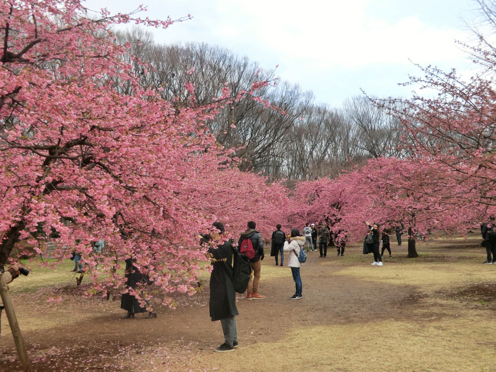 19年 代々木公園のお花見 河津桜が満開 開花状況 アクセス 見所 Floater S Waltz