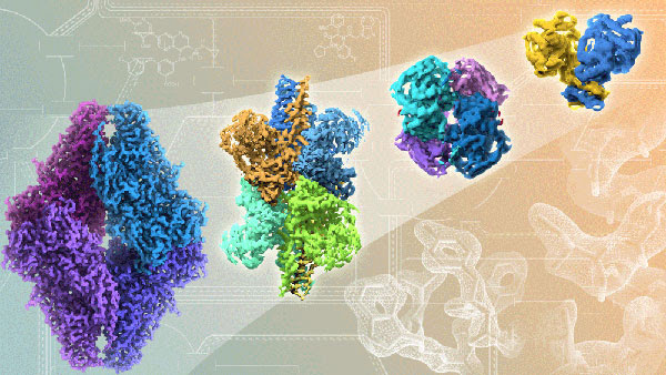 xdh-protein-article.jpg