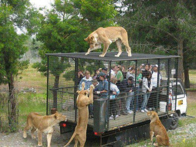 笑える写真 これが人間と言う動物か ヴォルフィーの思いつくまま