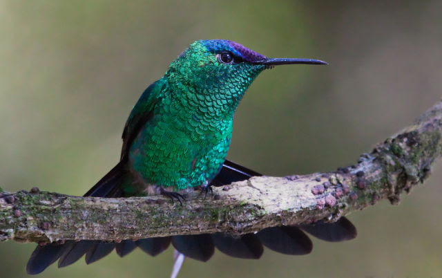Beautiful Birds of the World