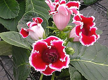 グロキシニアの花言葉 花言葉事典