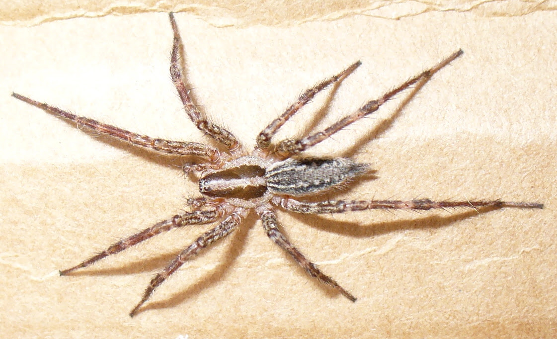 white tail spider bite symptoms. red back spider bite symptoms.