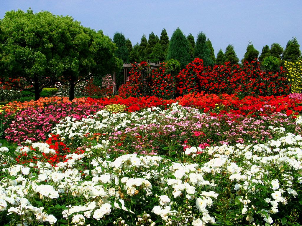 薔薇園 バラ園 薔薇 バラ の花 壁紙写真 四季の彩り壁紙写真集
