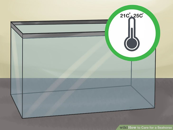 Care for a Seahorse Step 2 Version 2.jpg