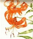 Tiger Lilies